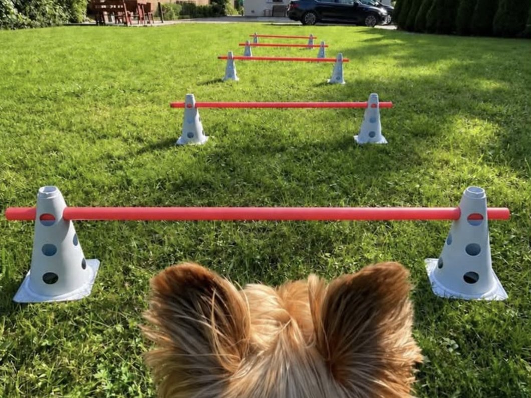 Small dog looking down a row of backyard cavaletti hurdles made from cones and poles