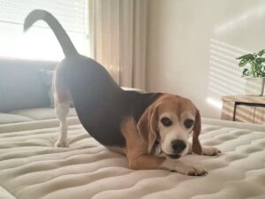 Beagle holding a play bow stretch with its chest low and hips high