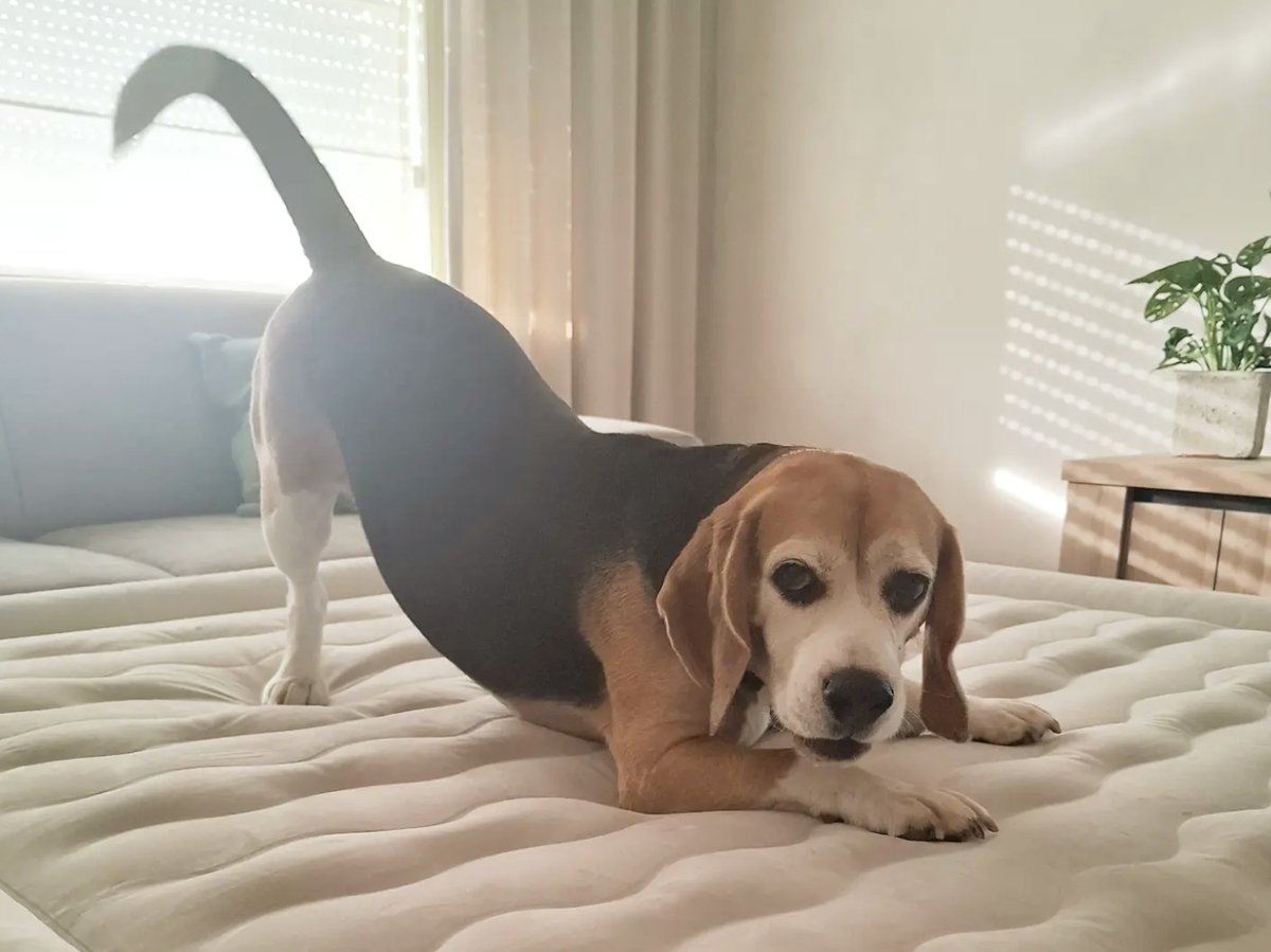 Beagle holding a play bow stretch with its chest low and hips high