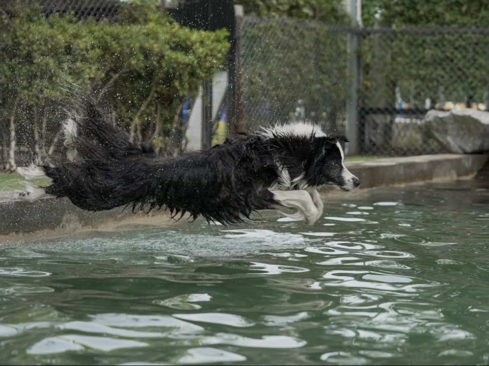 Border Collie leaping into a pool during a summer swim session