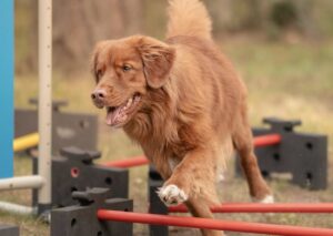 Retriever trotting through a row of cavaletti poles during a conditioning session