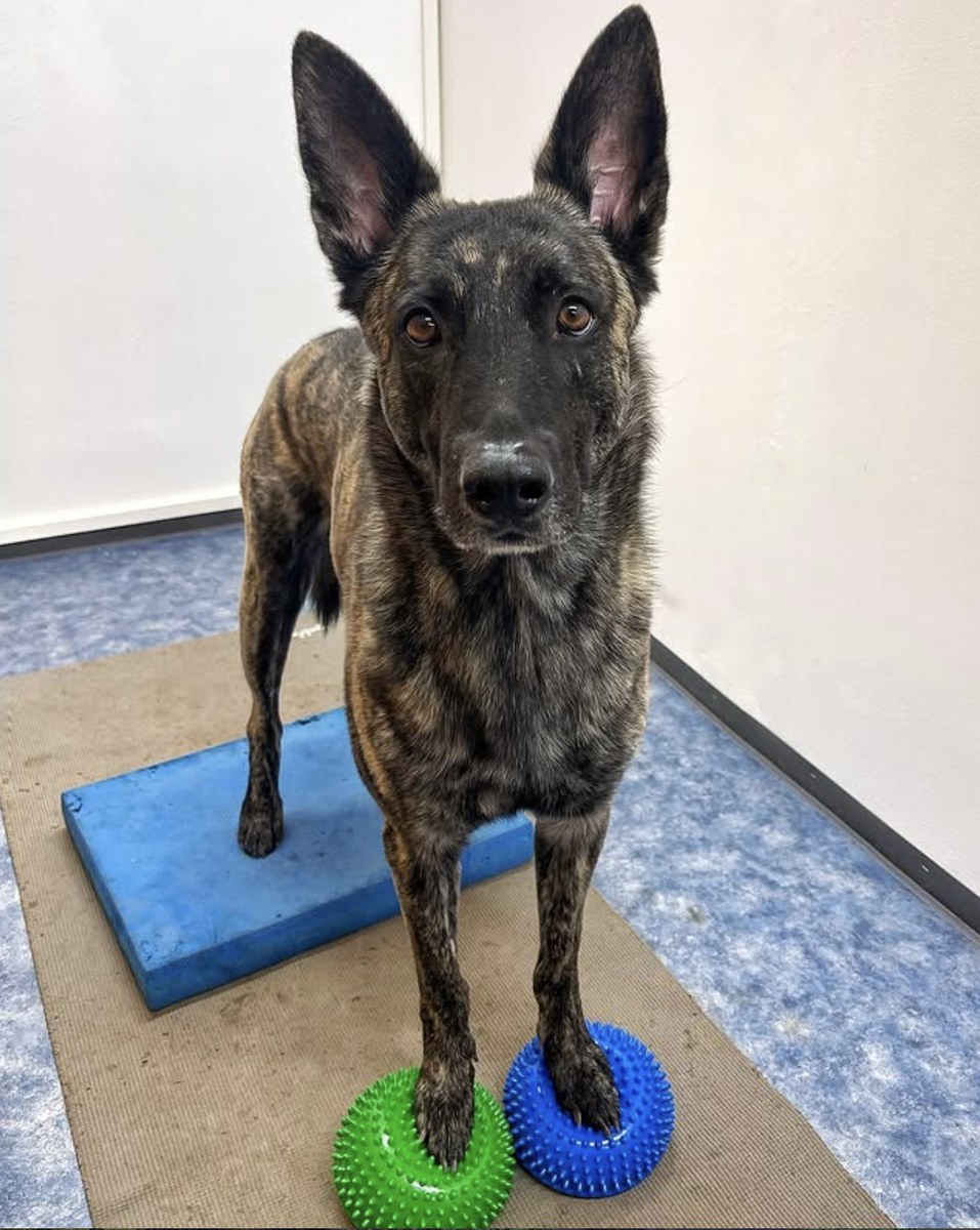 A brindle Dutch shepherd standing with front paws on two spiky balance pods and rear paws on a foam balance pad