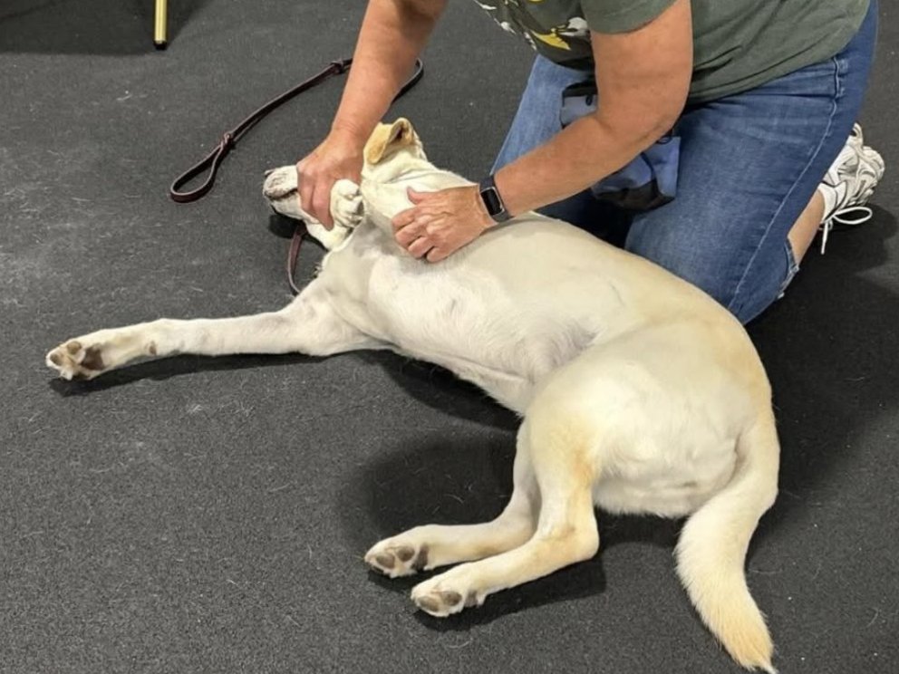 Yellow Labrador lying relaxed on its side while a trainer stretches its front leg