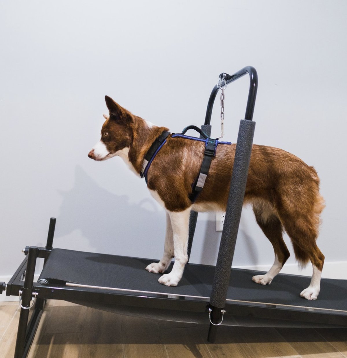Border collie in a harness on a dog treadmill with side rails and a support bar