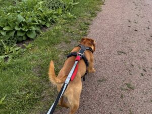 Small dog on a leash walking along a gravel trail beside a lake