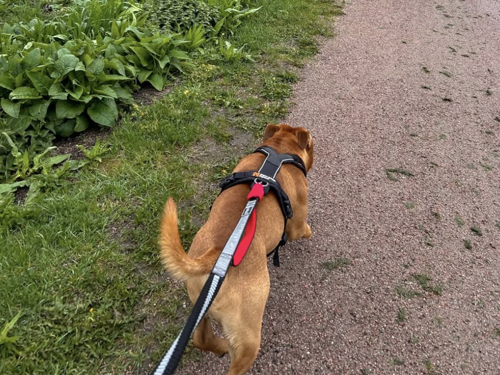 Small dog on a leash walking along a gravel trail beside a lake