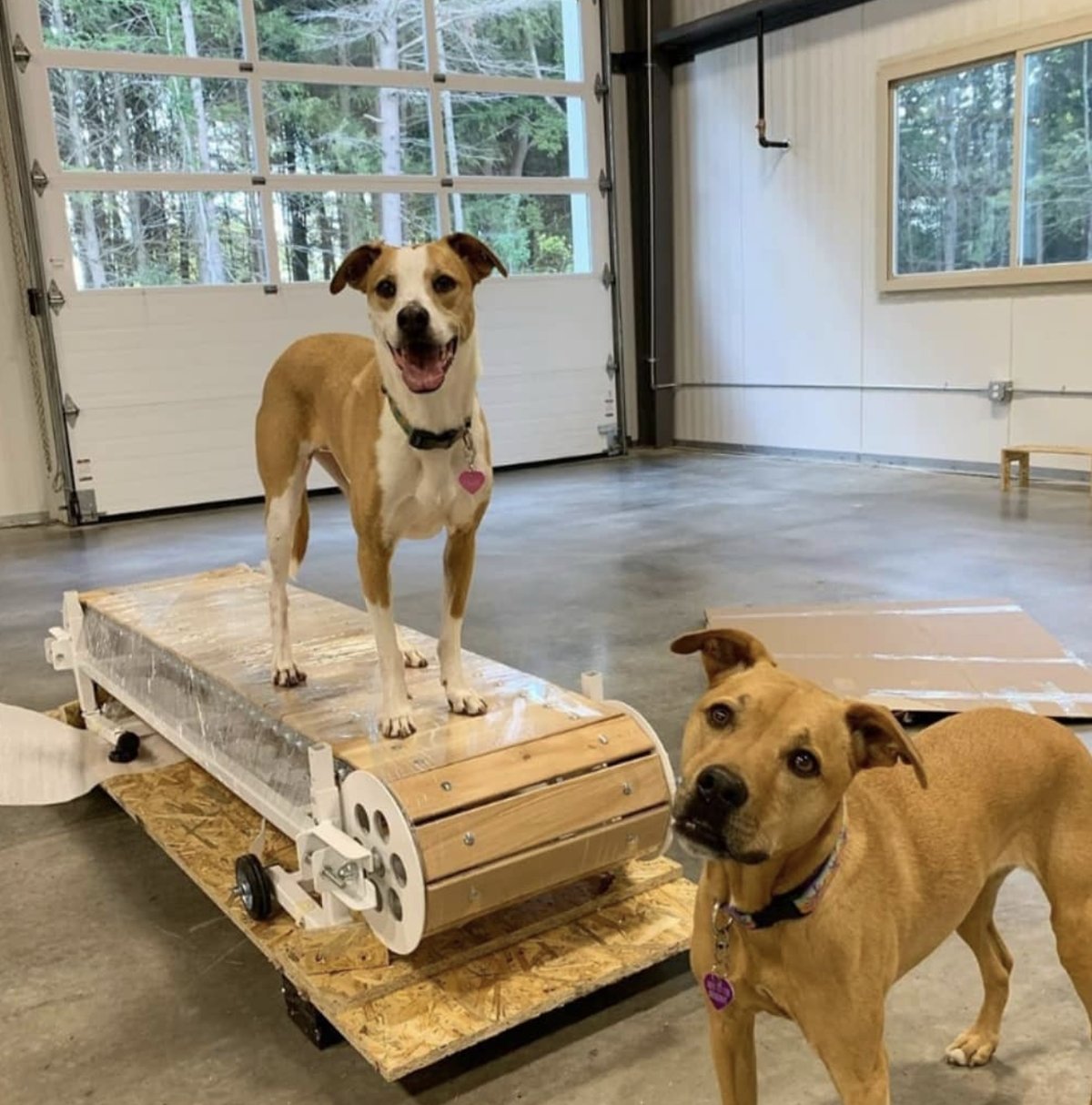 Dog standing on a non-motorized slatmill treadmill before a conditioning session