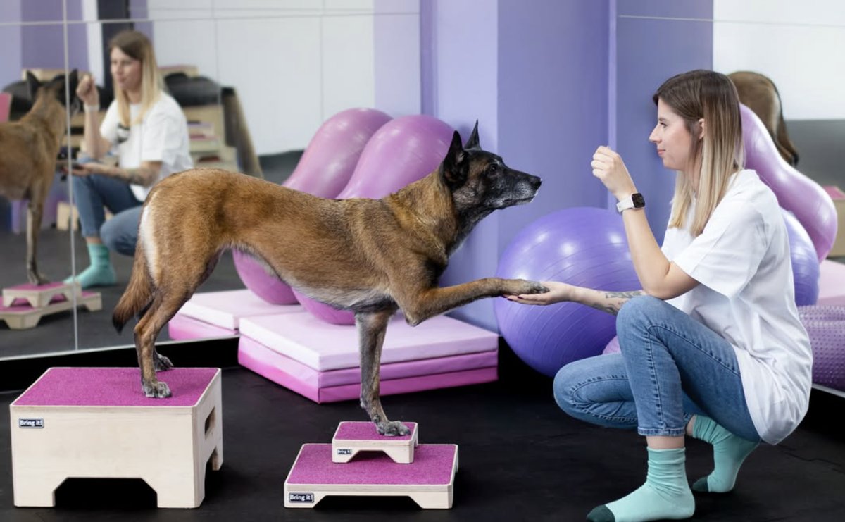 Malinois lifting one front paw while standing on conditioning platforms