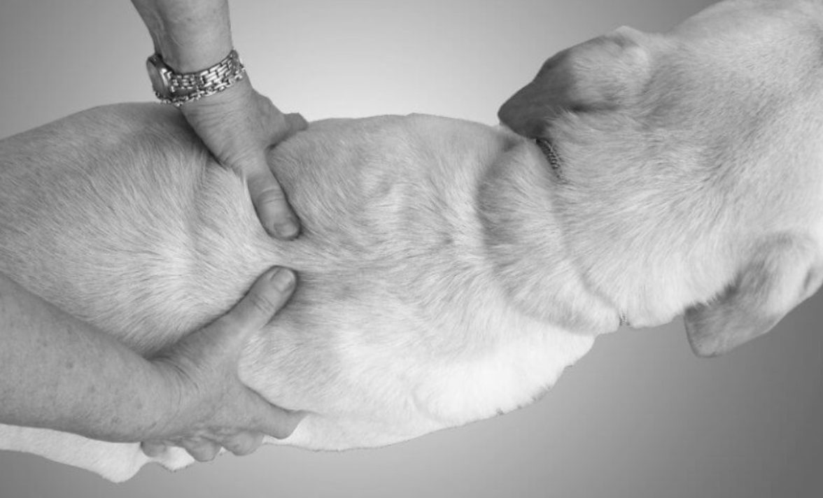 Hands placed flat on a dog's ribcage and waist from above, doing the rib check on a healthy-weight dog