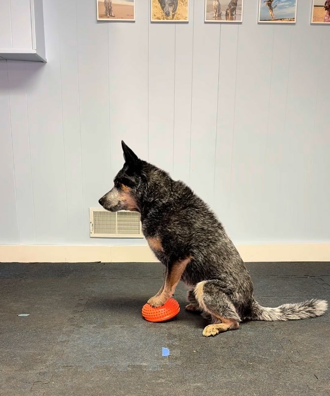 A cattle dog sitting with one front paw placed on a small spiky balance half-ball on a gym floor
