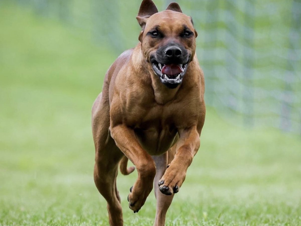 Muscular dog sprinting across a grass field during a stamina session