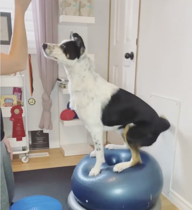 A border collie standing with all four feet on a large inflatable balance peanut while a handler stands beside it