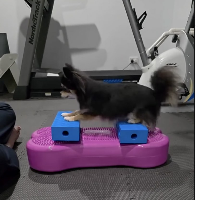 A small dog standing with all four feet on a bone-shaped balance platform with foam blocks in a home gym