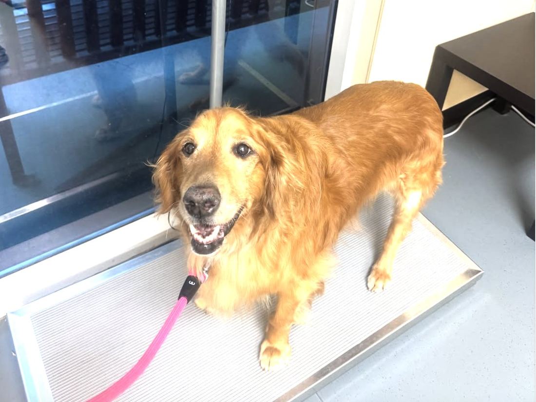 Golden Retriever standing on a walk-on veterinary scale during a weigh-in