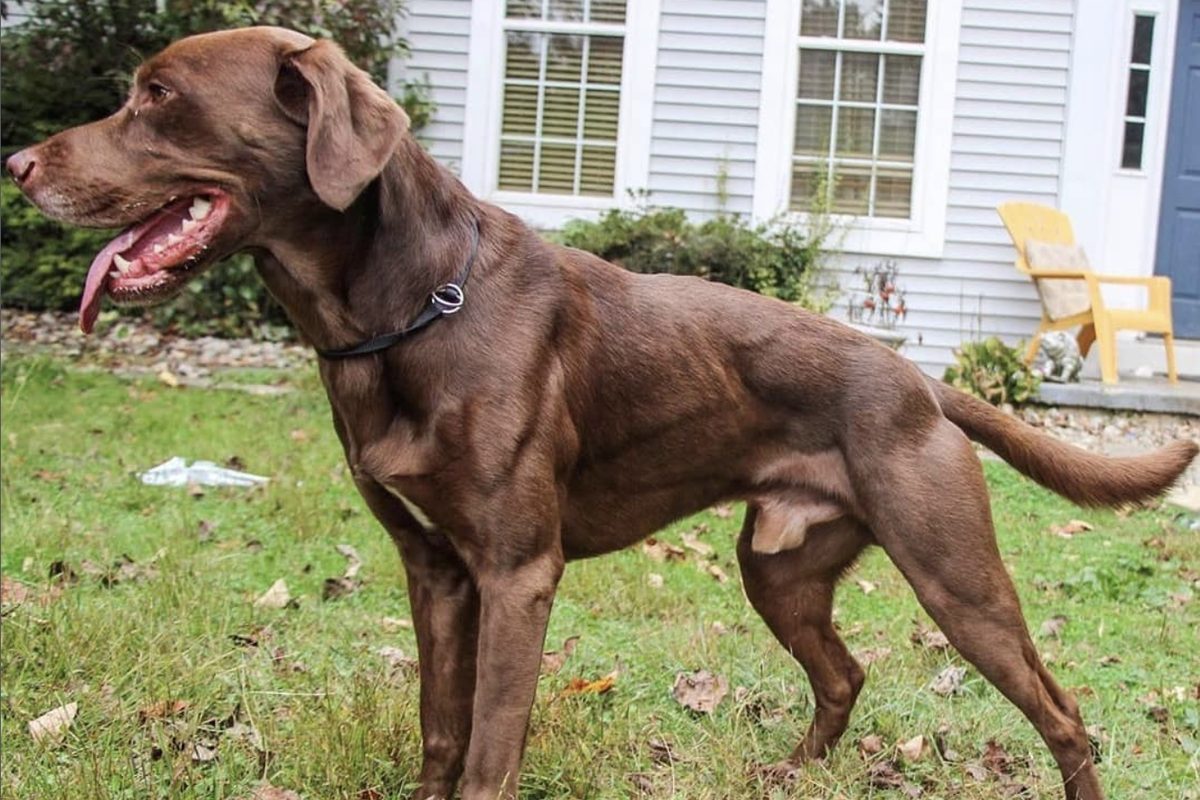 Healthy-weight chocolate Labrador standing in profile, showing a clear abdominal tuck and waist