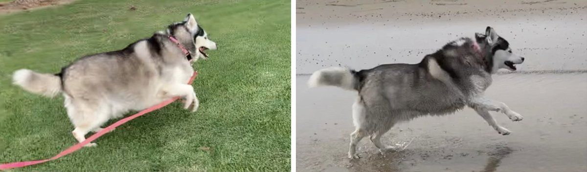 Husky before and after weight loss, overweight on grass and lean running on a beach