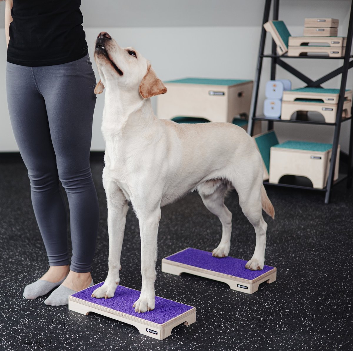 Labrador standing squarely on two low platforms during a conditioning stand