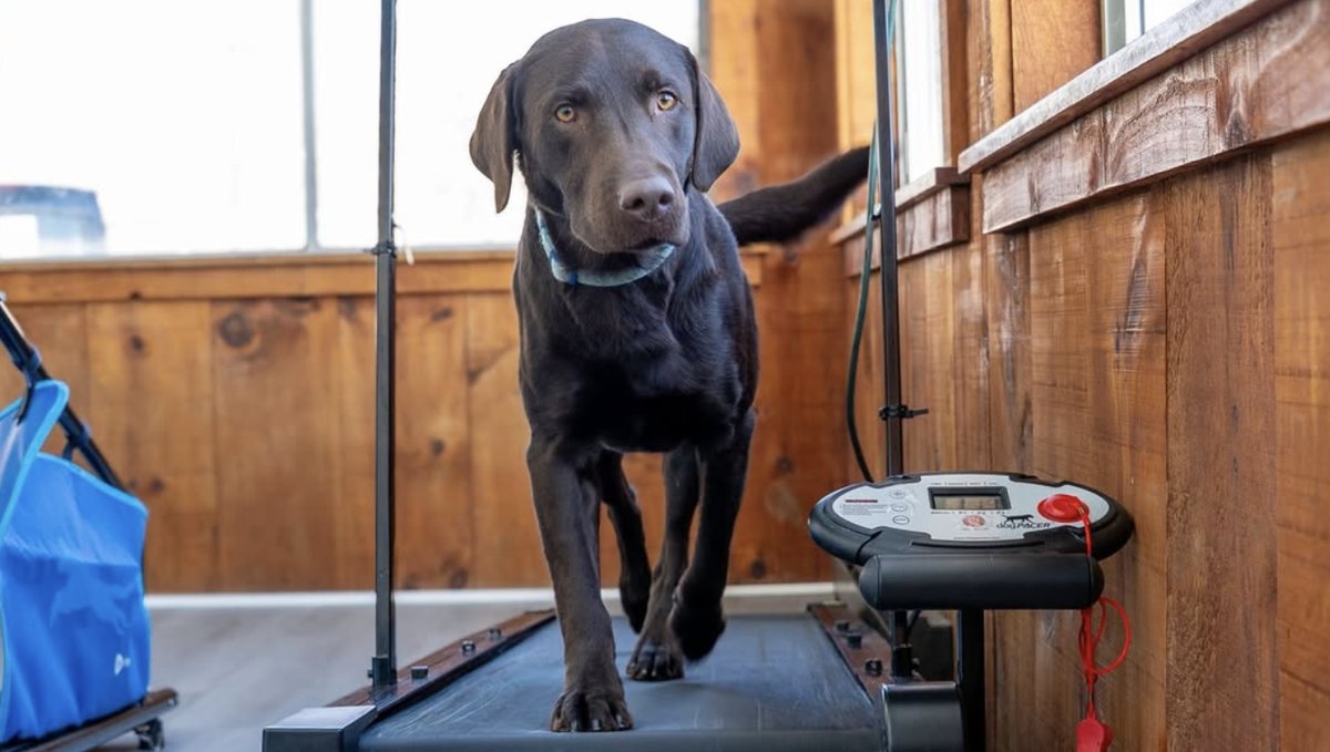 Chocolate Labrador walking on a dog treadmill with side rails