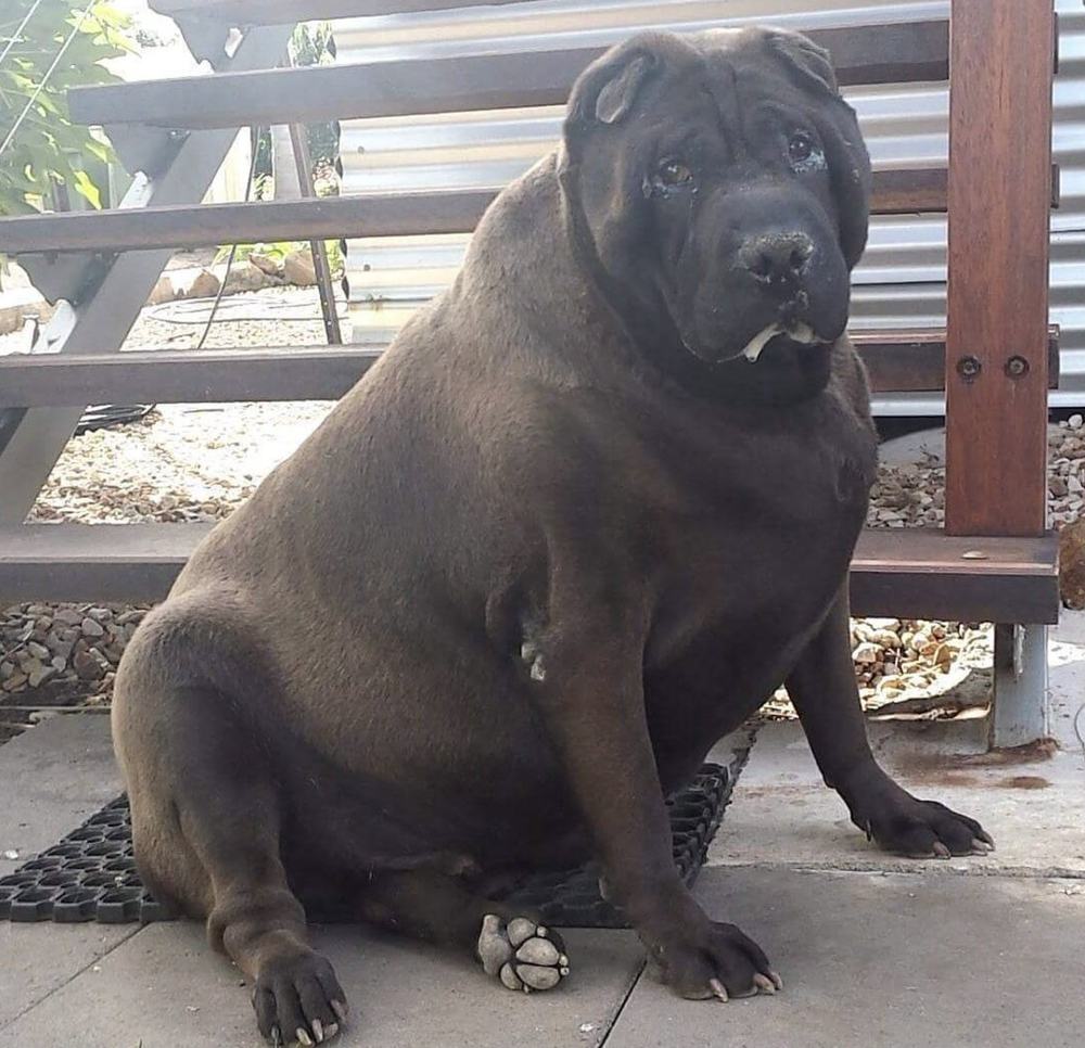 Obese Shar-Pei sitting on a rubber mat by a staircase
