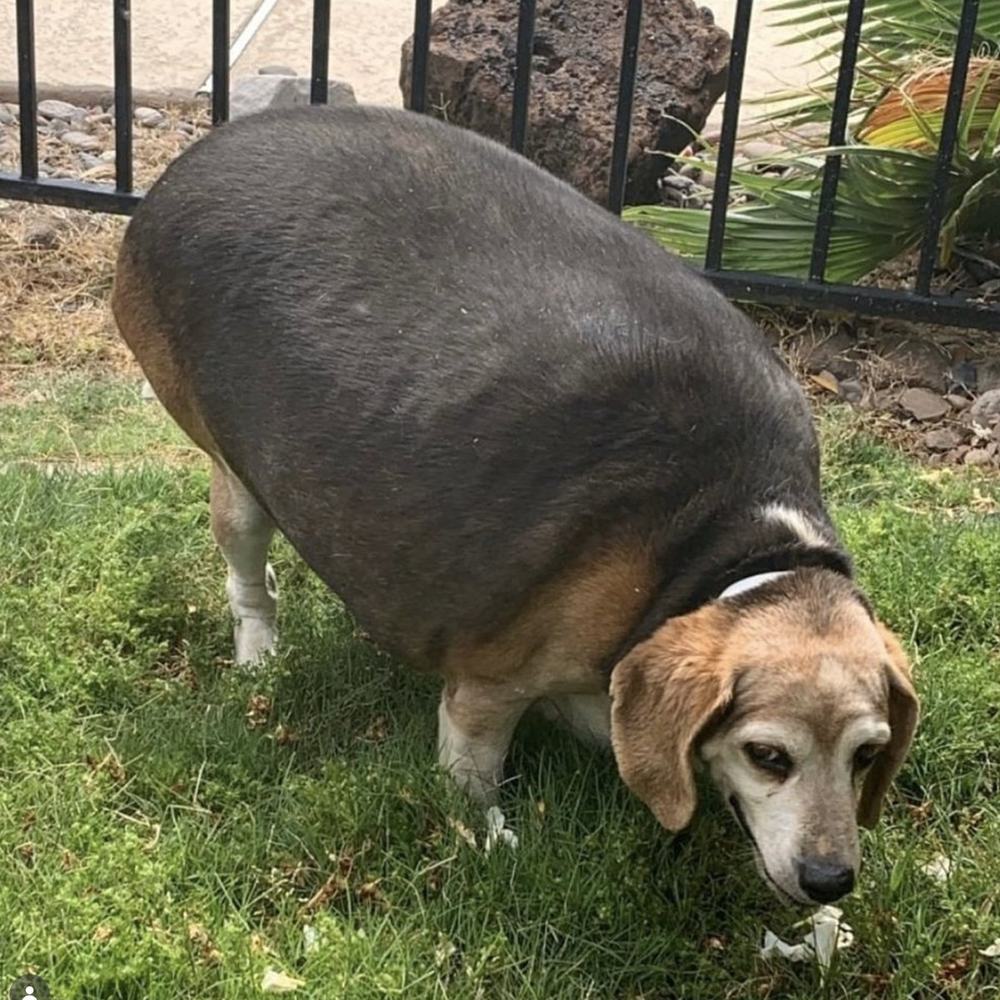 Overweight beagle with no visible waist standing on grass