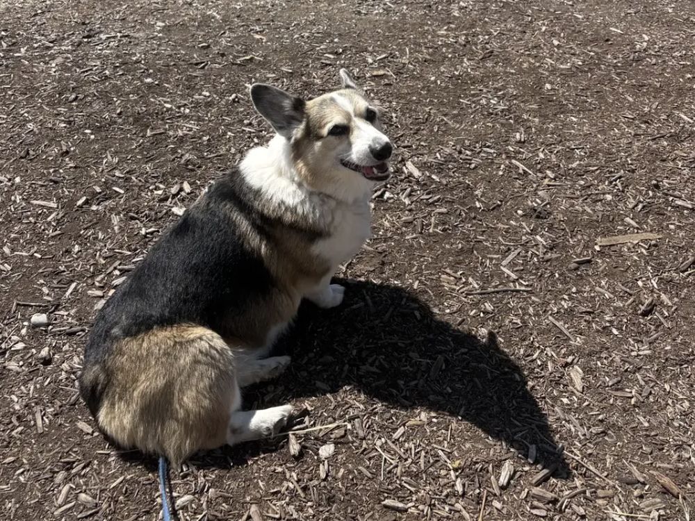 Overweight corgi seen from above, with straight sides and no visible waist behind the ribs