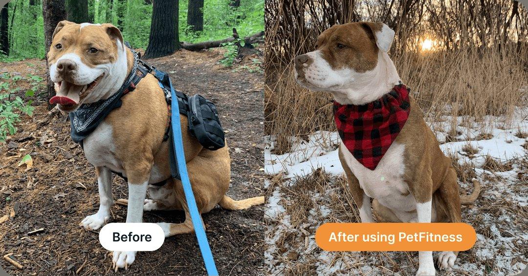 Pit bull mix before and after using PetFitness, showing a visible waist and leaner build