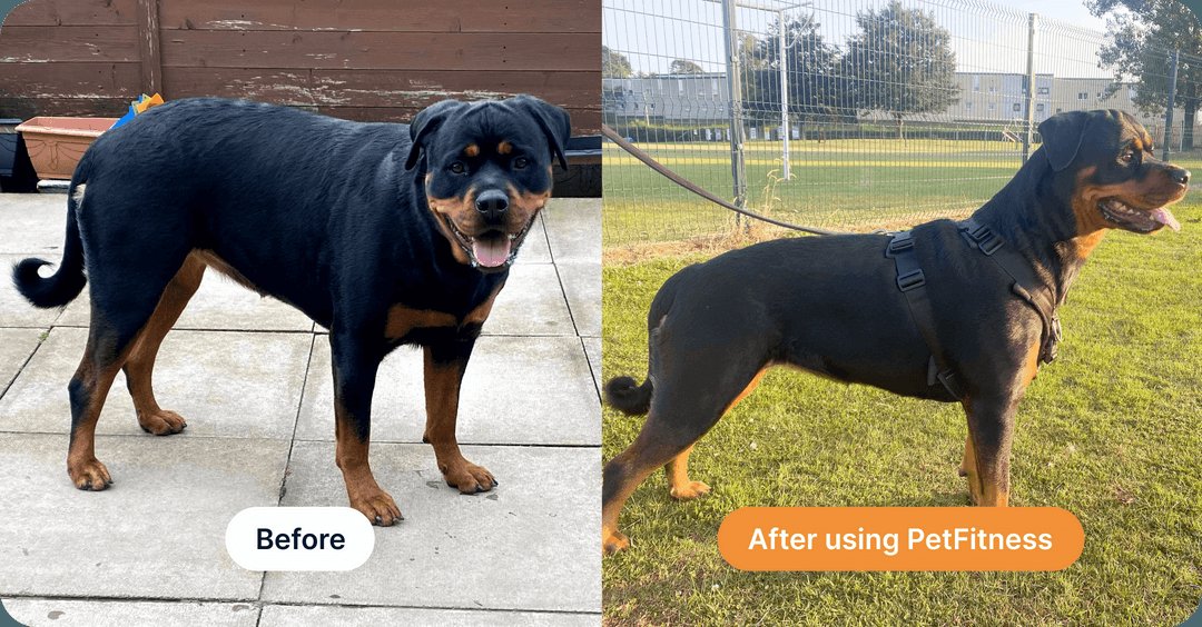 Rottweiler before and after using PetFitness, from overweight to a lean, defined build