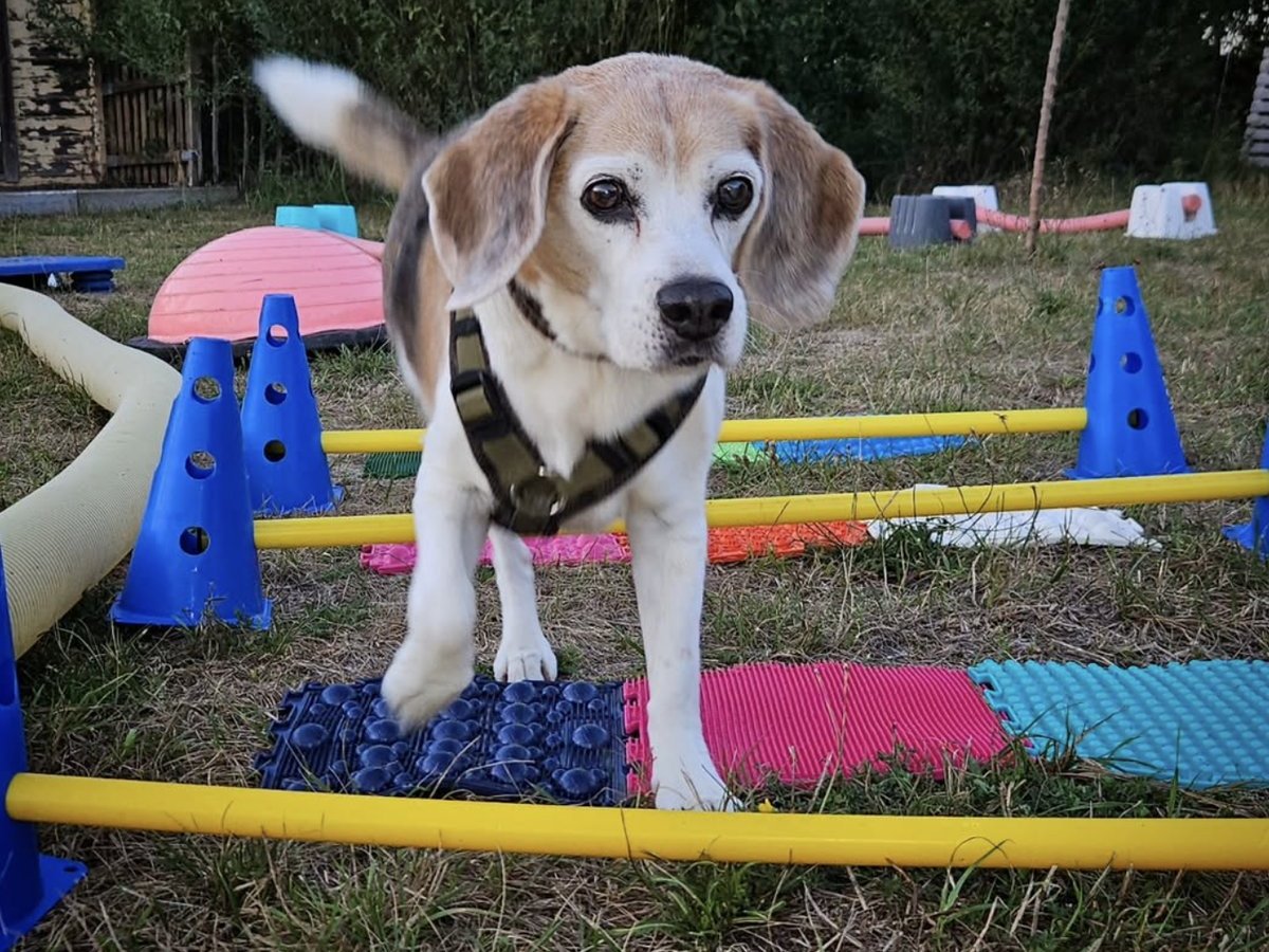 Senior beagle stepping carefully over low cavaletti poles onto textured mats