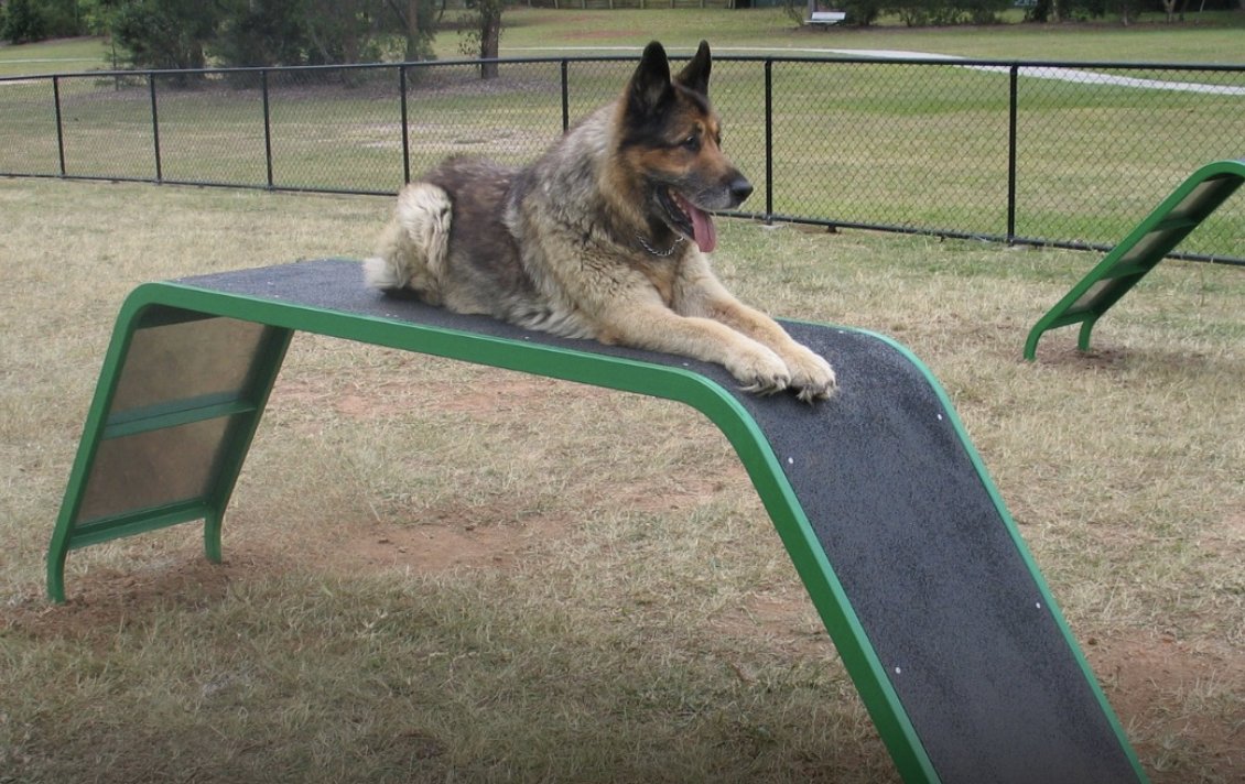 Senior German Shepherd resting on a ramp at a dog park