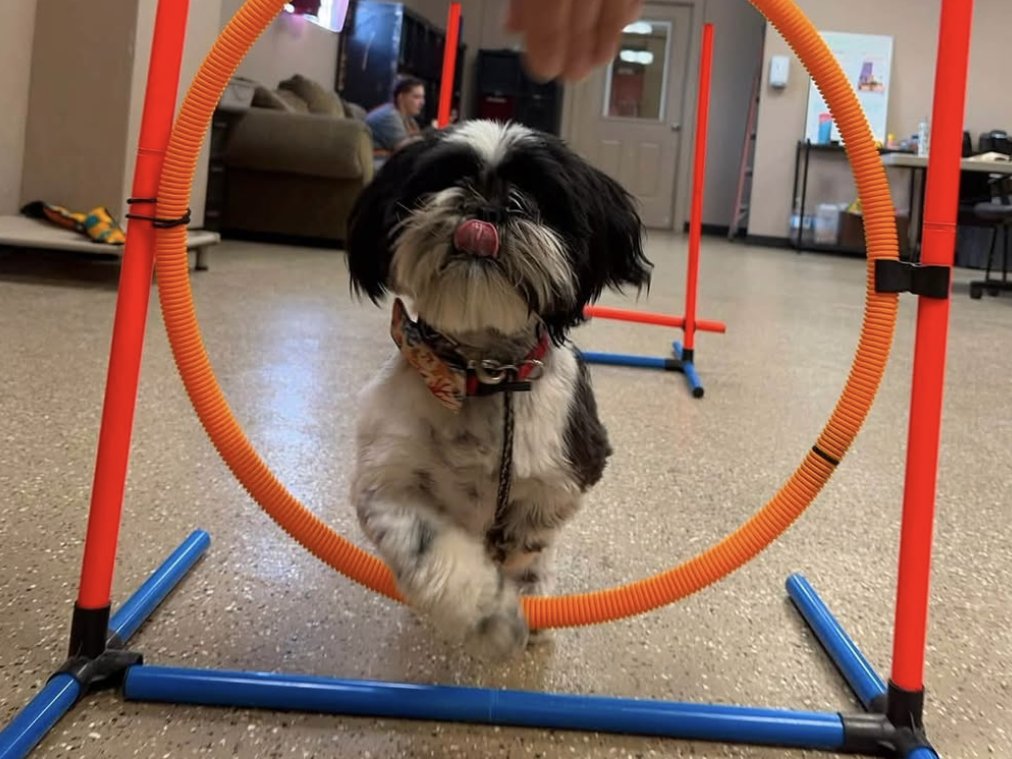 Small dog jumping through an agility hoop during an indoor training session