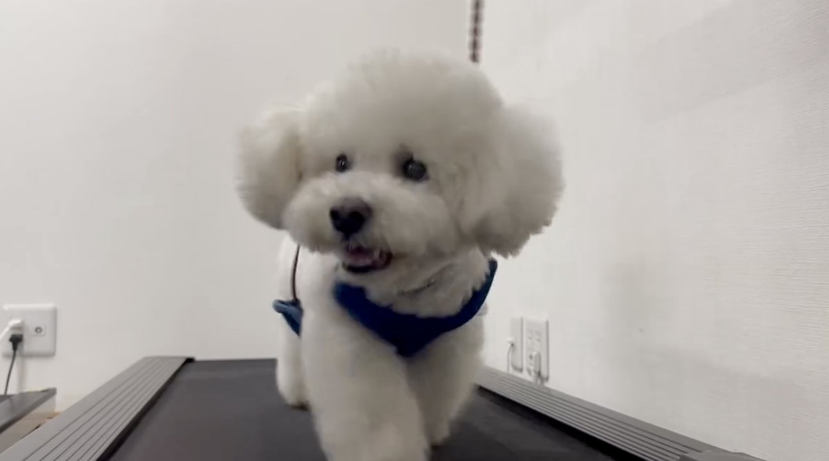 Small white dog walking calmly on a treadmill at a slow speed