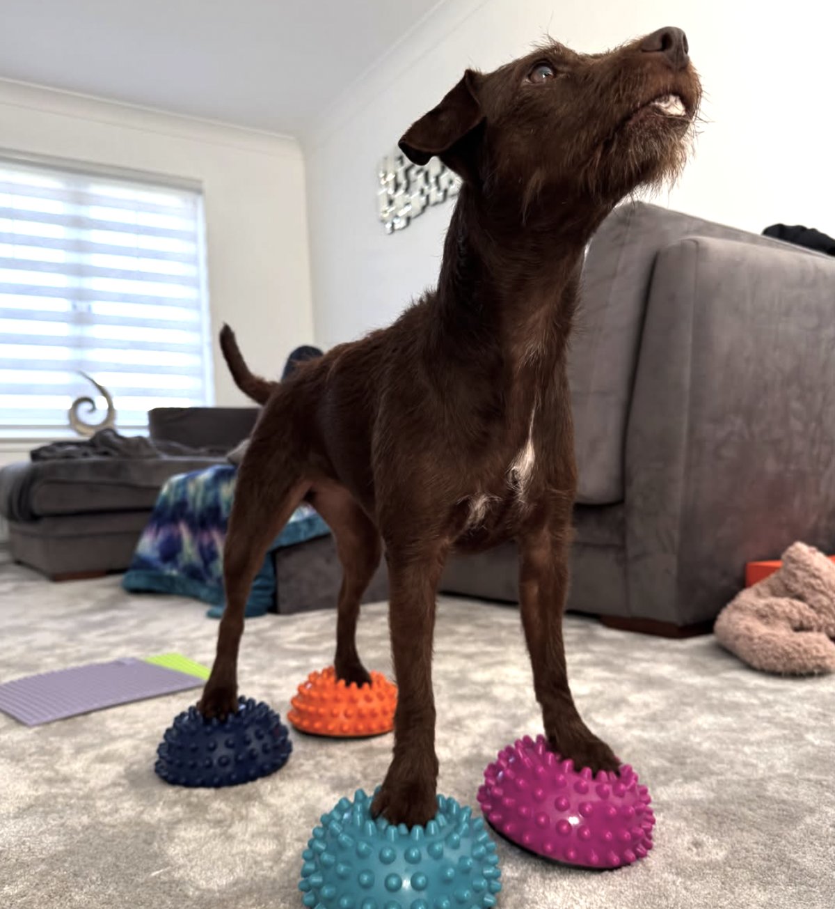 Terrier balancing with each paw on a separate balance pod in a living room