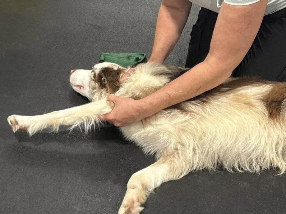 Trainer stretching an Australian Shepherd's front leg forward while the dog lies on its side