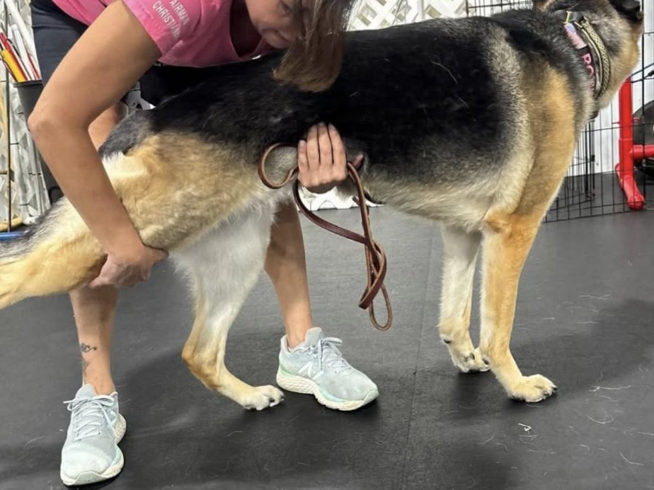 Trainer drawing a German Shepherd's hind leg back in a hip flexor stretch