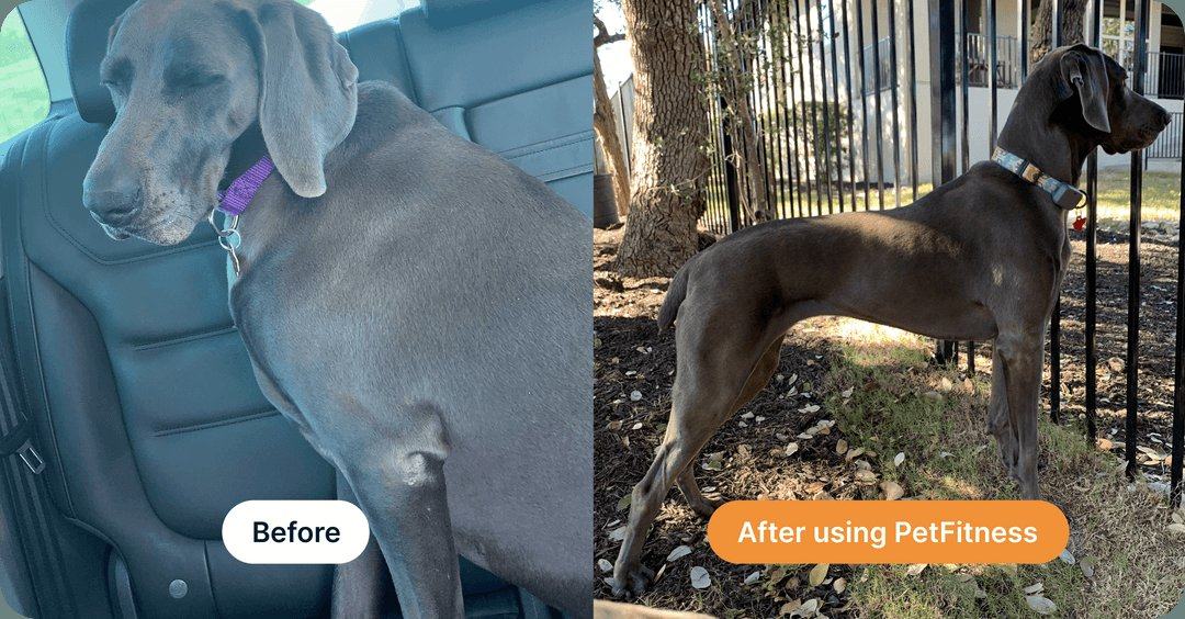 Weimaraner before and after using PetFitness, from a soft belly to a defined tuck-up