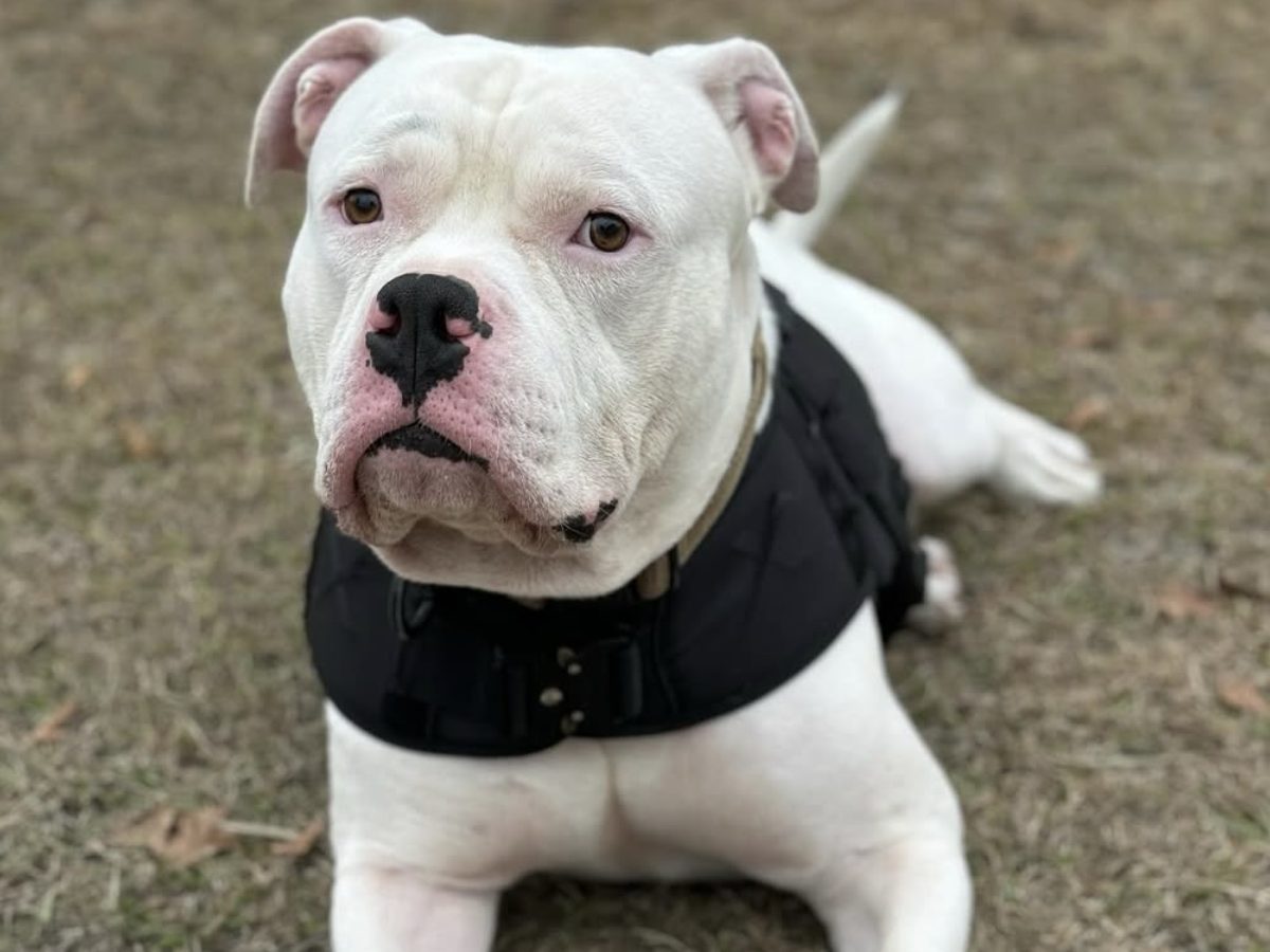 White American Bulldog lying on grass wearing a black weighted vest