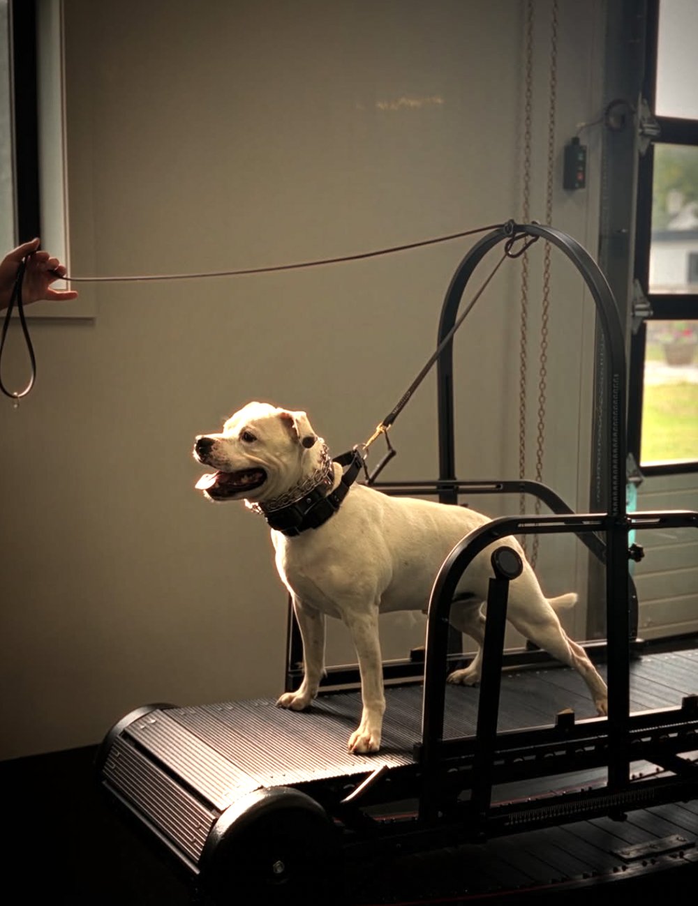 White American Bulldog standing on a dog treadmill with an overhead tether arm while a handler holds a loose leash
