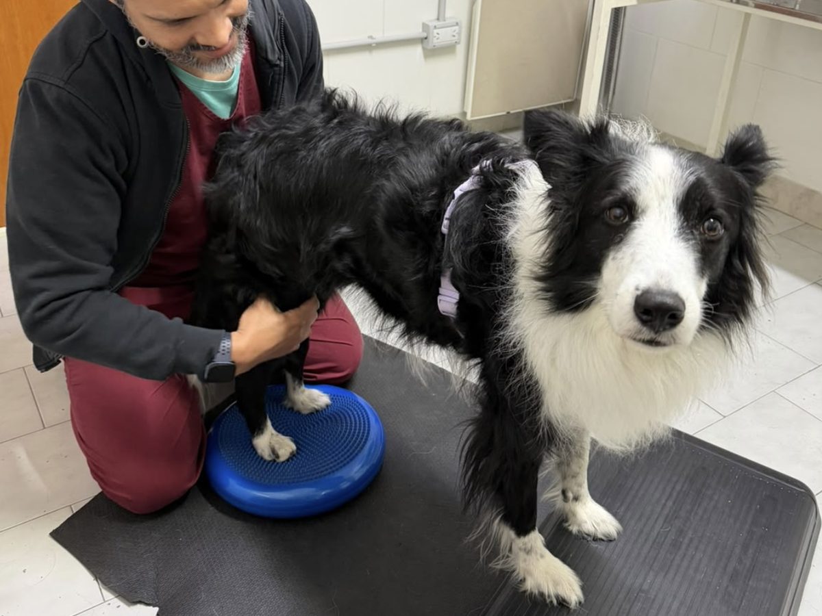 Border Collie standing with hind feet on an inflatable balance disc while a therapist supports the hind end