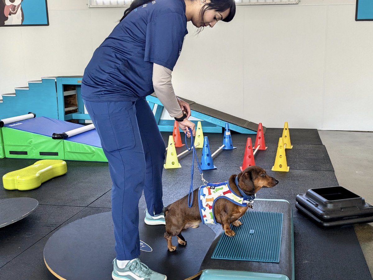 Best Exercises for Dogs Recovering From Injury: A Phase-by-Phase Rehab Guide