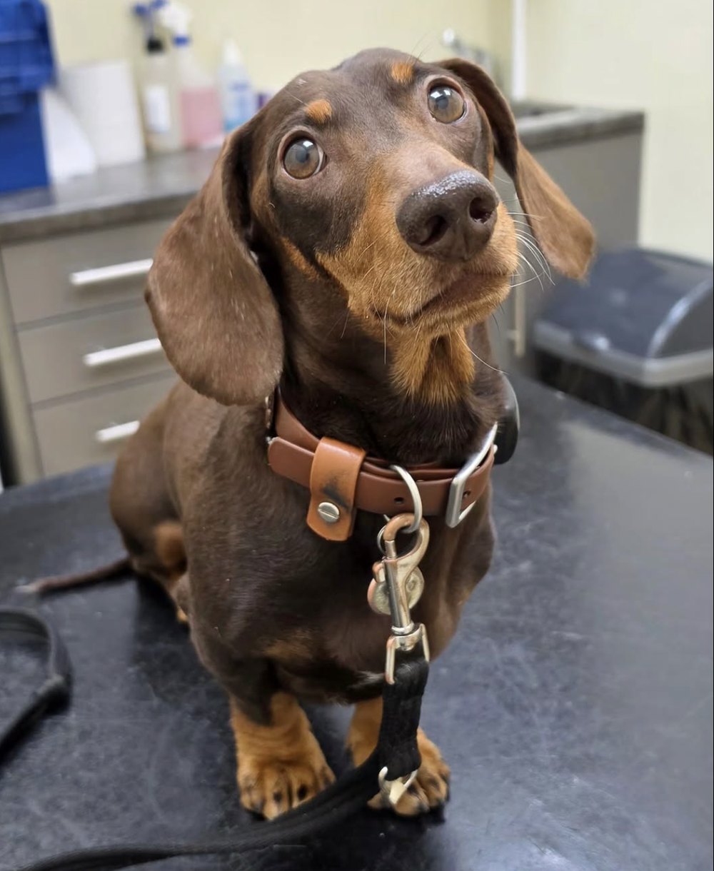 Chocolate Dachshund sitting on a veterinary exam table looking up at the camera
