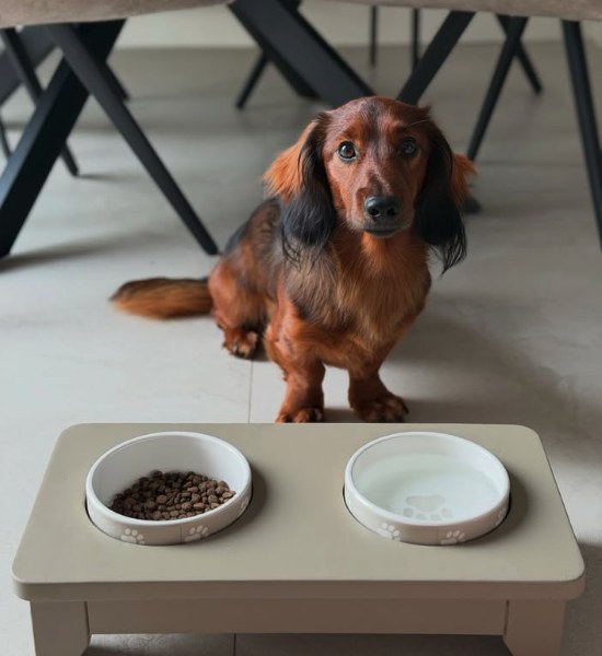 Long-haired Dachshund sitting behind a raised feeder with a measured portion of kibble and a water bowl