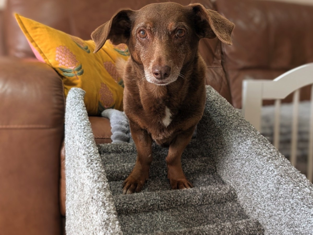 Exercises After ACL Surgery for Dogs: The Week-by-Week Recovery Plan