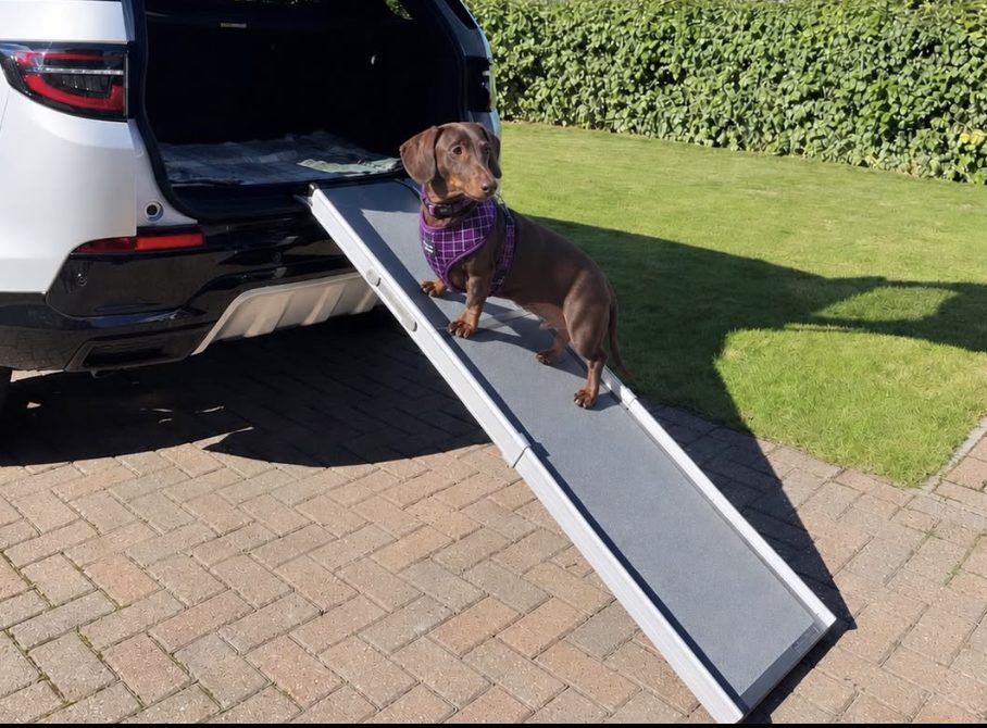 Dachshund walking down a folding ramp from the back of an SUV instead of jumping