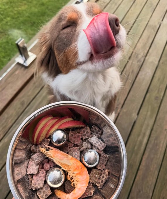 Australian Shepherd licking its lips on a deck beside a steel bowl of raw food with apple slices and a prawn