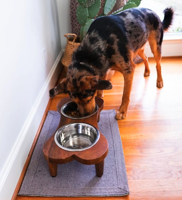 Catahoula Leopard Dog eating kibble from a raised wooden feeder next to a window
