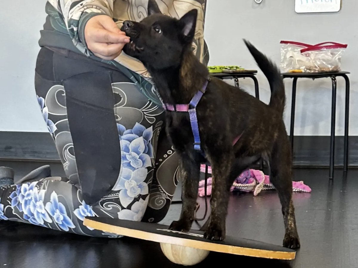 Dog Core Strength Exercises: 10 Moves That Protect the Back, Hips and Knees