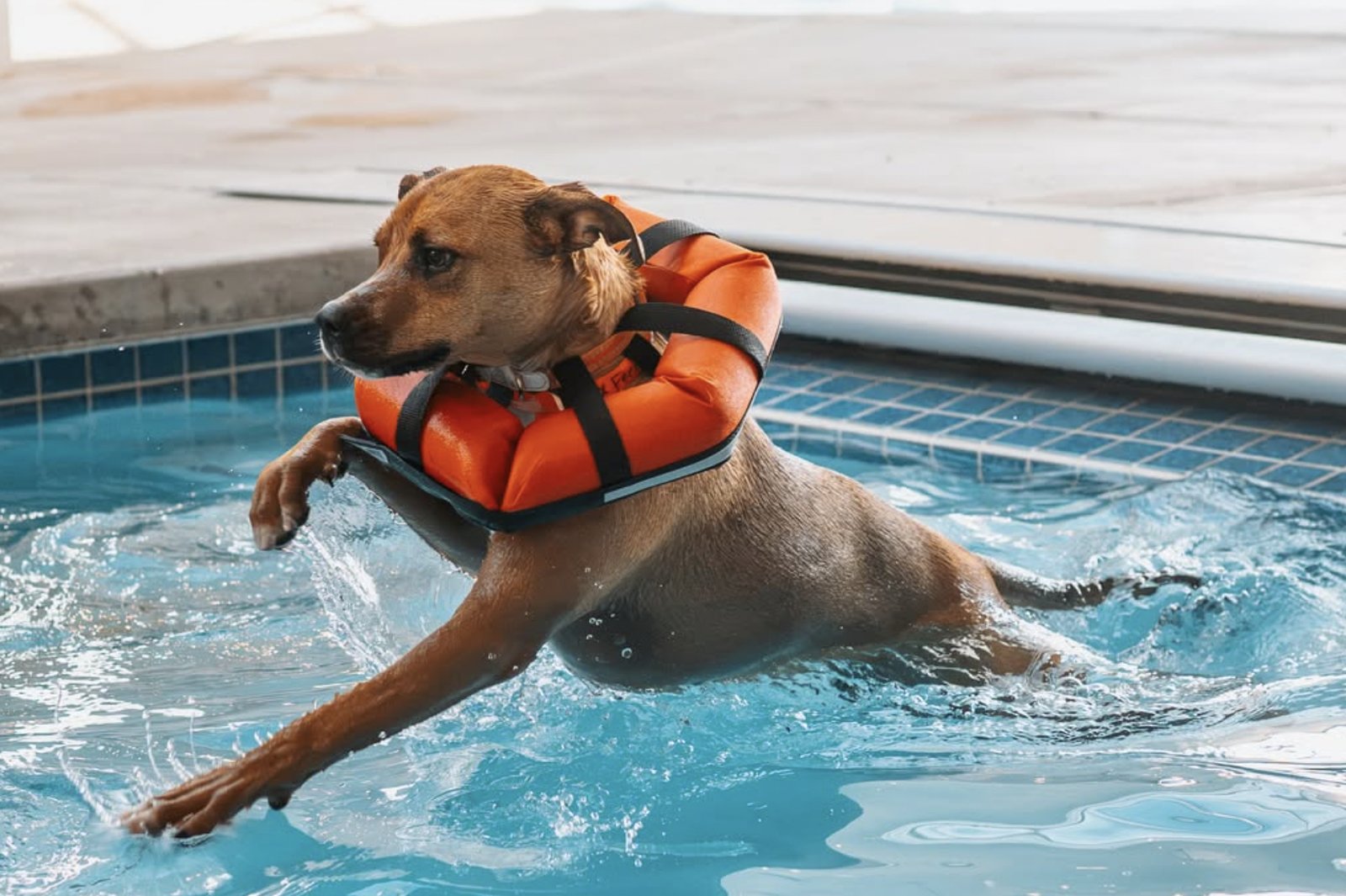 Dog in an orange life vest swimming in a pool during a hydrotherapy session