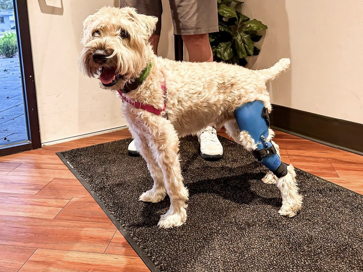 Torn ACL in Dogs: Symptoms, Treatment Options, and Recovery Without Surgery