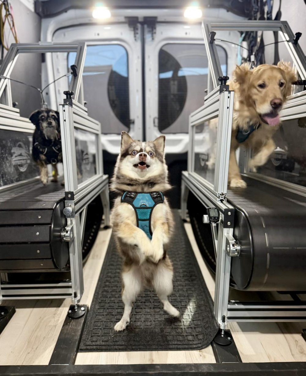 Three dogs inside a mobile dog gym van, two trotting on enclosed treadmills and a Pomsky standing on its hind legs between them