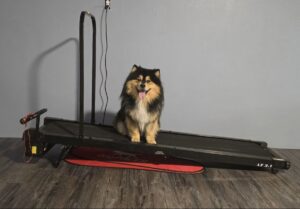Finnish Lapphund sitting on a full-size motorized dog treadmill at home